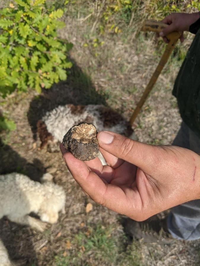 Il Ciliegio Del Pellegrino Leilighet Gubbio Eksteriør bilde